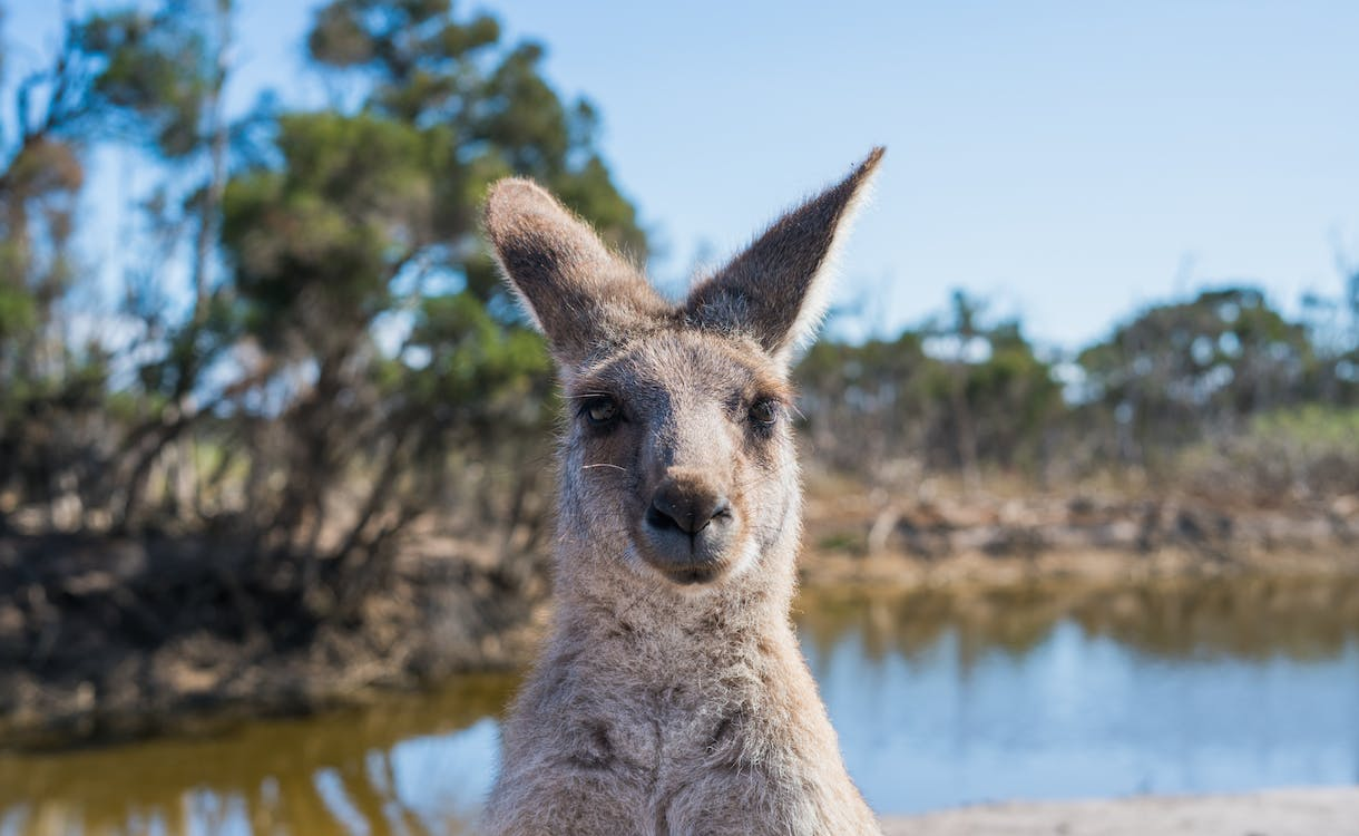 How Can A US Business Expand To Australia?