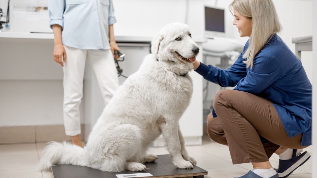 Why Calibrating Your Veterinary Scale Is Important